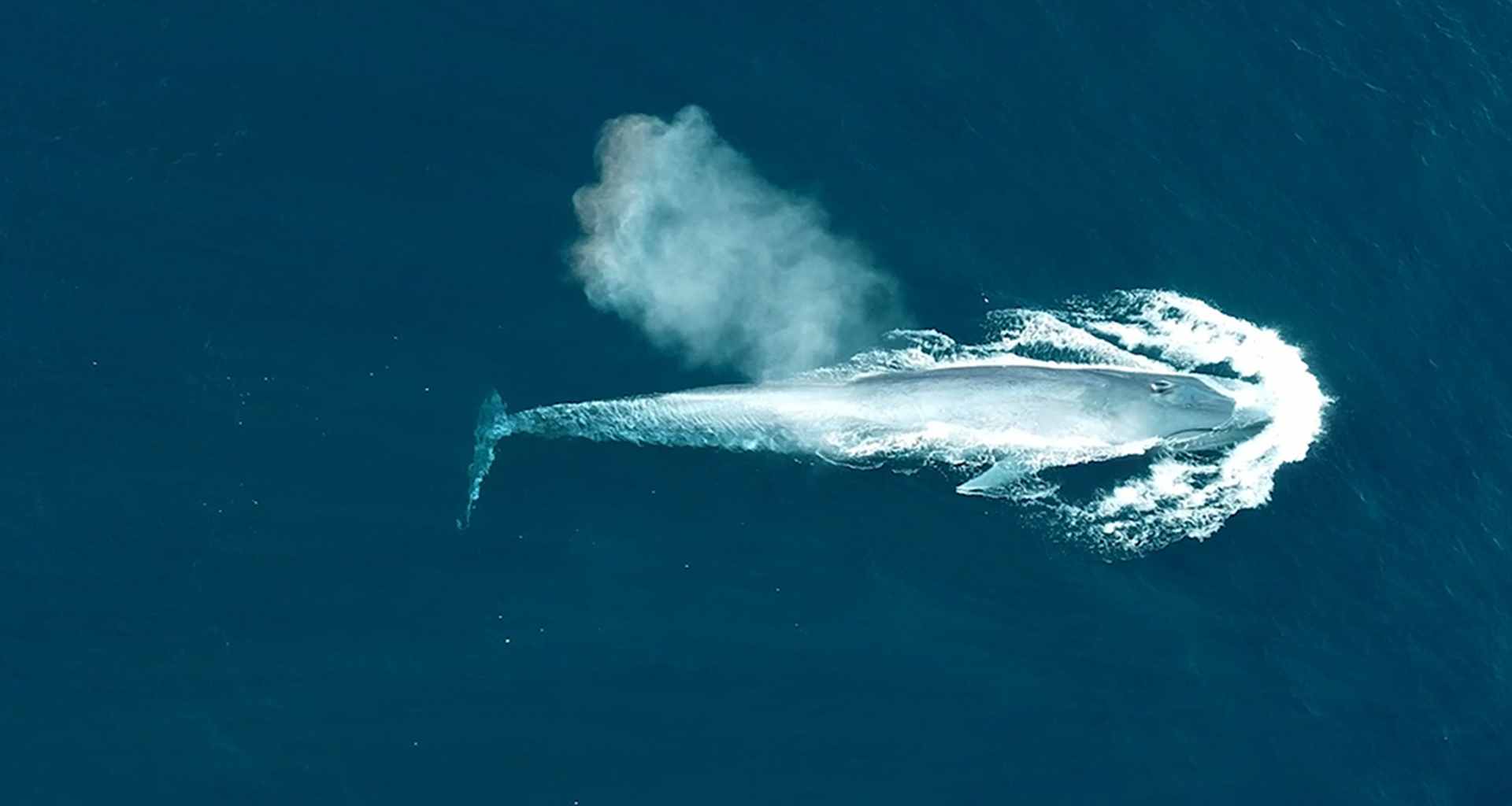 护佑生命并肩前行·顶级贵宾厅713生物品牌片
